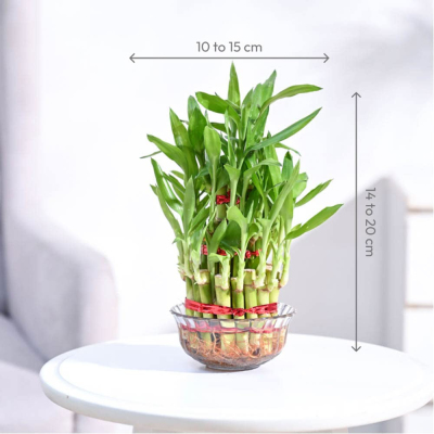 Ugaoo Lucky Bamboo 3 Layer Feng Shui Plant (green colour) Profile Picture